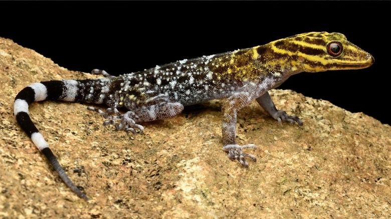 Speckled gray yellow Rashid's dwarf gecko on rock