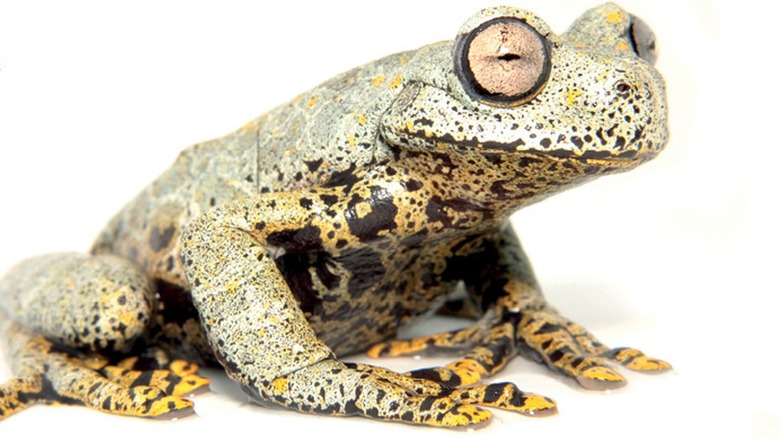 Close-up of a colorful speckled Rio Negro stream treefrog