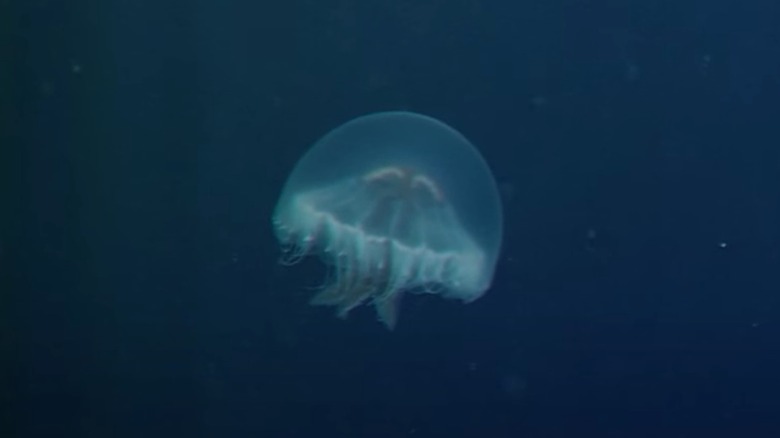 Blue St. George's cross medusa swimming underwater