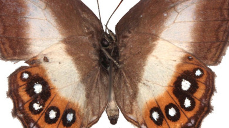 A close-up of a Euptychiina butterfly with eyespots on its wings