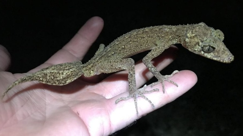 A Scawfell Island leaf-tailed gecko perched on a hand