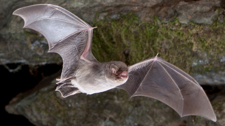 A close-up of a bent-winged bat flying
