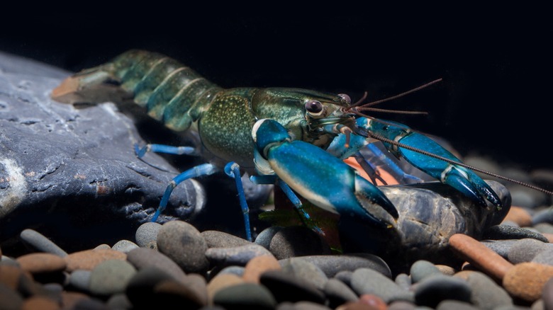 Cherax "blue moon" crayfish sitting on pebbles