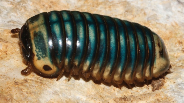 Close-up of a turquoise giant pill millipede