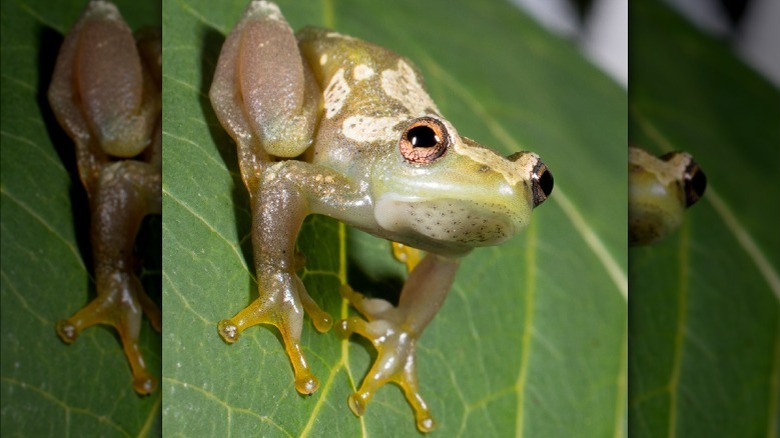 A golden frog sitting on a leaf