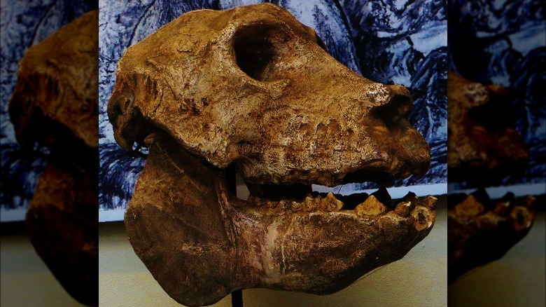 giant lemur skull