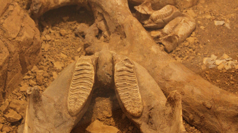 ancient bones on dirt