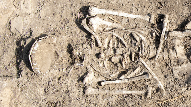 ancient human bones