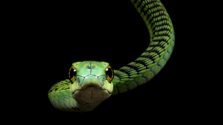 Boomslang snake facing camera