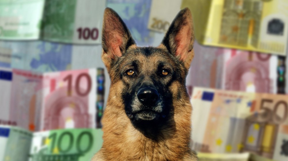 German shepherd, money 