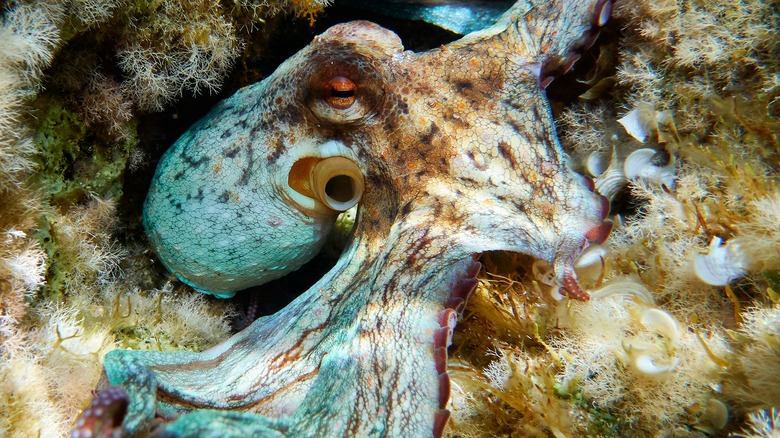 Octopus in den