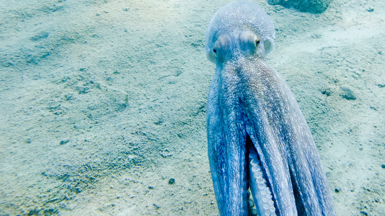 Octopus in the sea