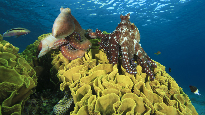 Two octopuses sitting together