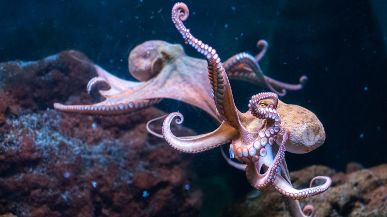 Two octopuses swimming underwater