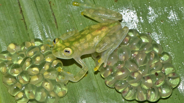 glass frog with transparent eggs