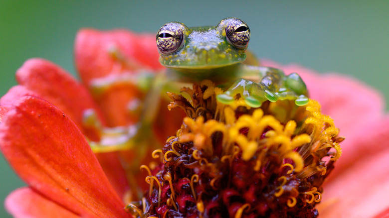 glass frog on flower
