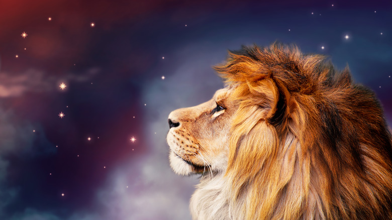 lion looks at the stars