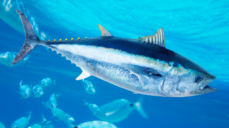 a tuna fish, a ray-finned fish