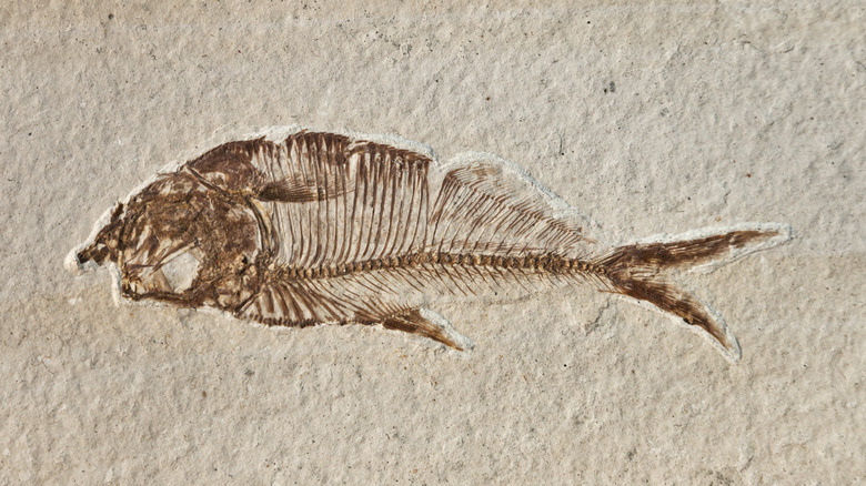 ancient fish fossil