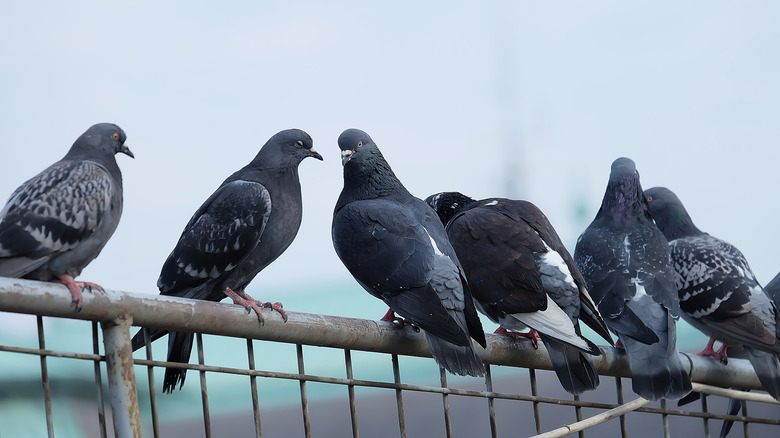 Pigeons sitting on a fence