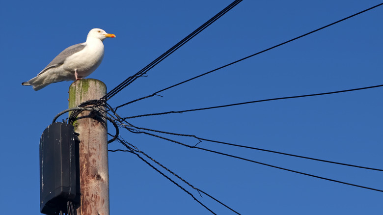 Seagull on powerlines