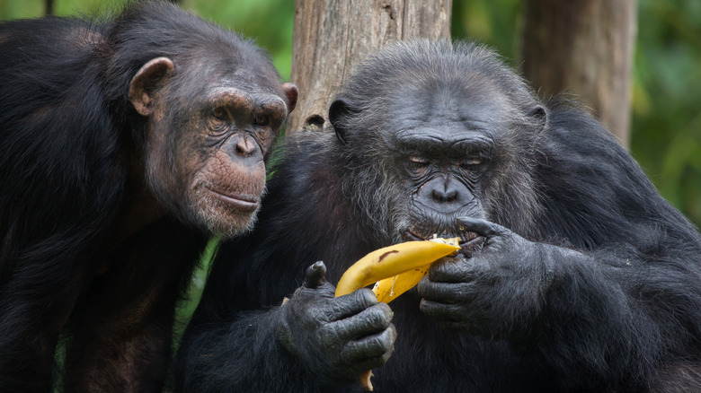 Chimps eating bananas