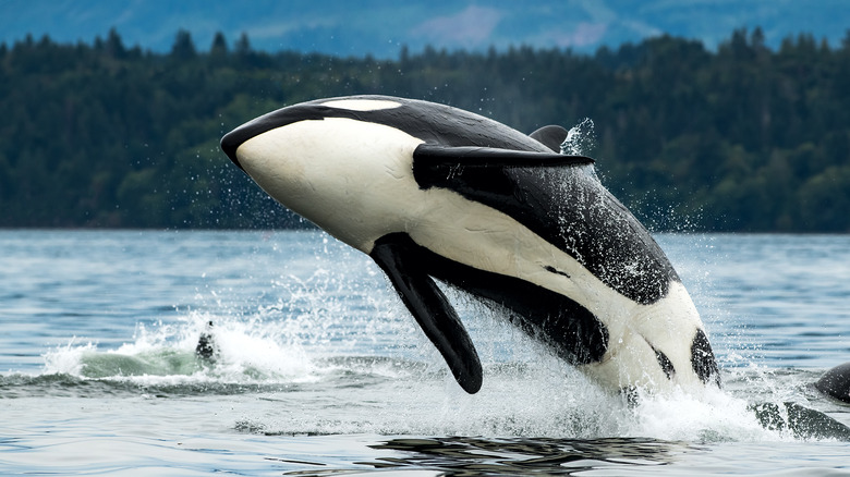 An orca jumping above water