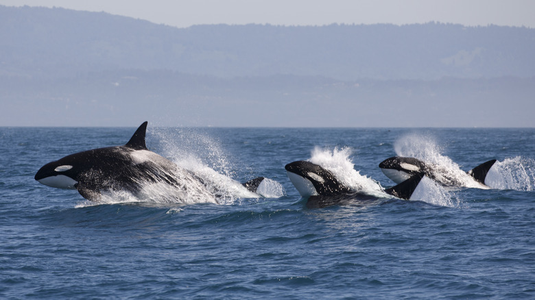 Pod of orcas
