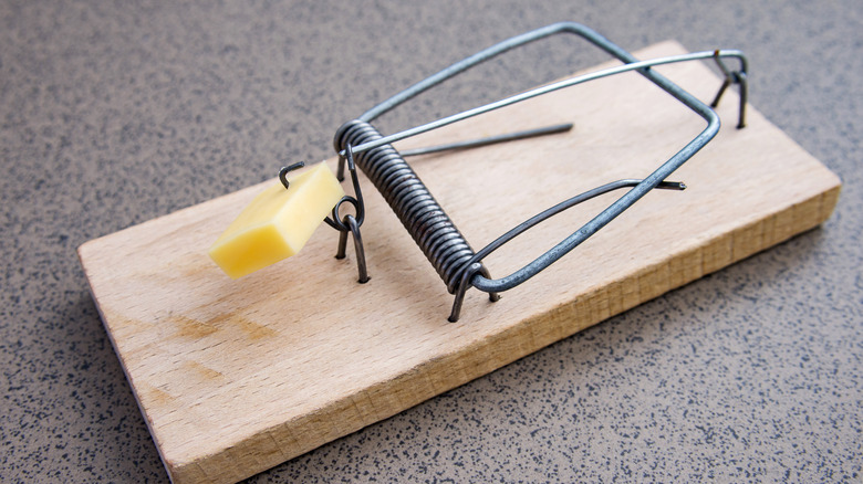 Traditional mousetrap with cheese