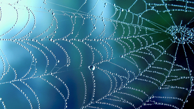Cobweb with raindrops