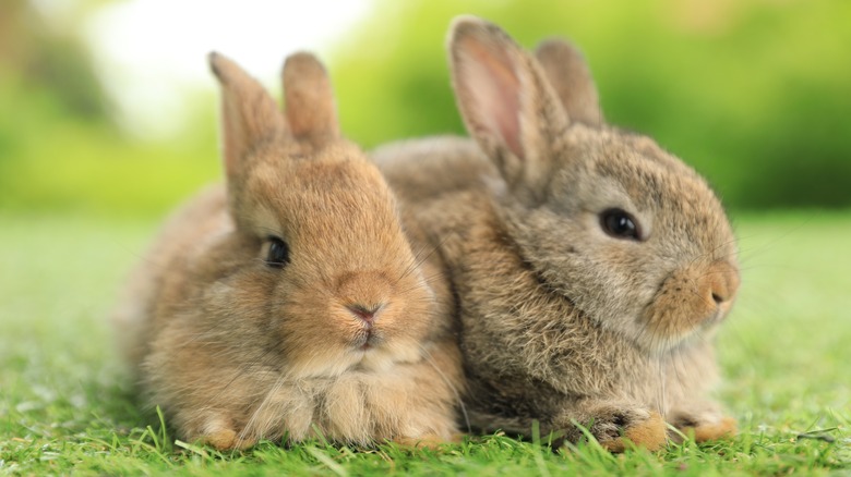 Bunnies cuddling in the grass