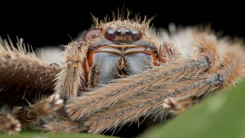 giant huntsman spider