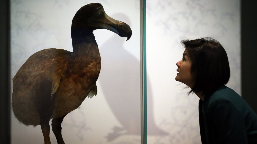 Dodo, Extinct Bird