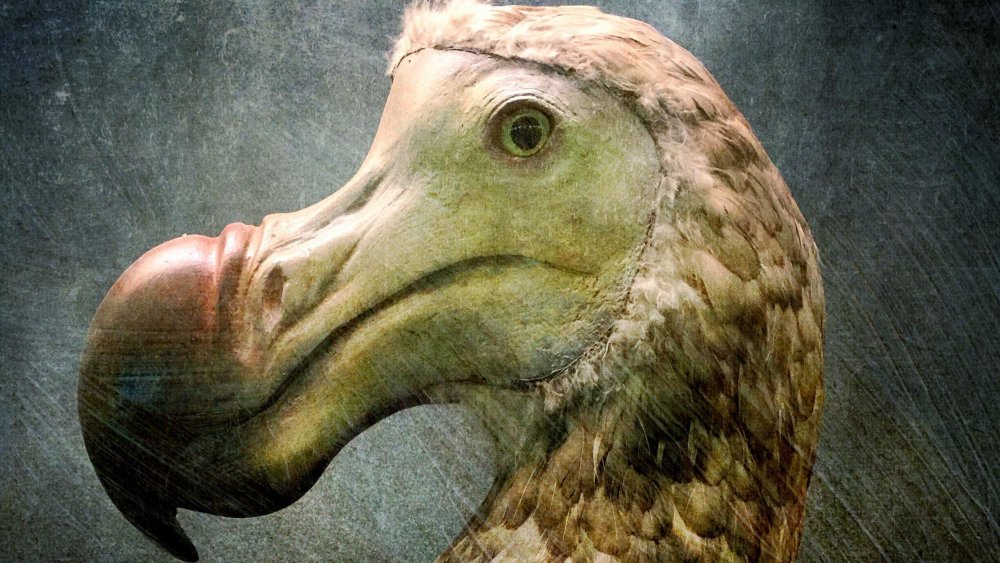 dodo bird, extinct
