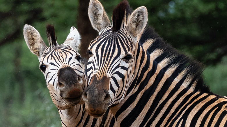 zebra patterned like the quagga extinct