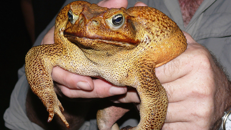 large cane toad 