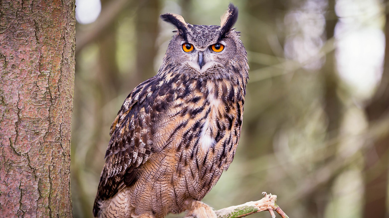 Horned Owl 