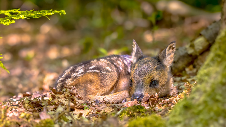 fawn nested in the forest