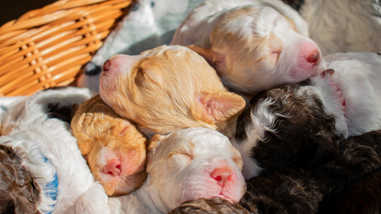 litter of newborn puppies sleeping