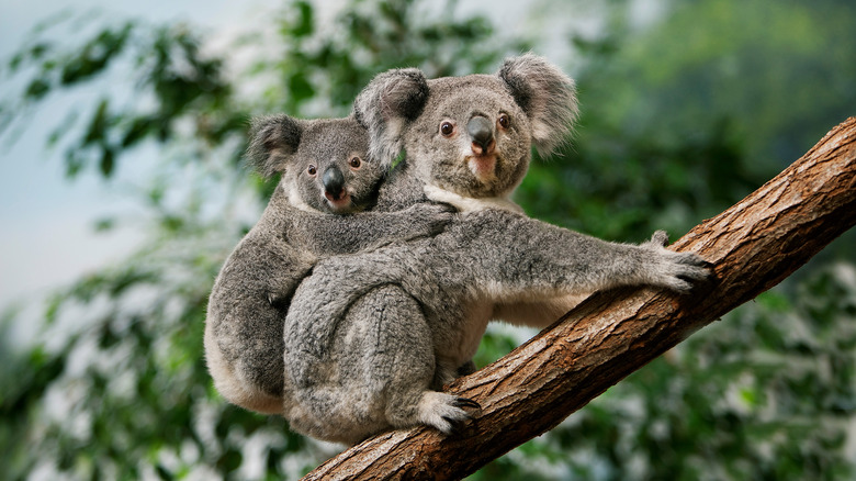 baby koala riding on moms back