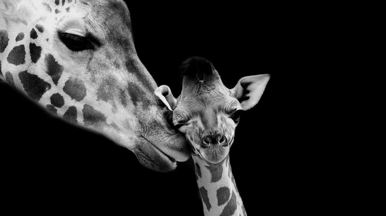 mother giraffe nuzzling her baby