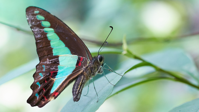 Common bluebottle butterfly