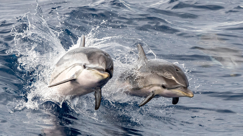 Two dolphins jumping