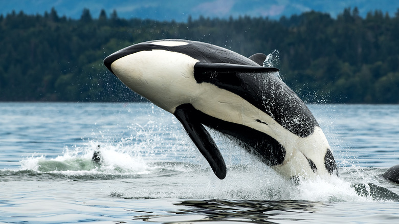 Orca jumping out of the water