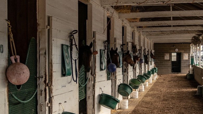Horses peering out of stalls in the Churchill Downs stable