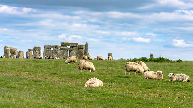 Sheep grazing at Stonehenge