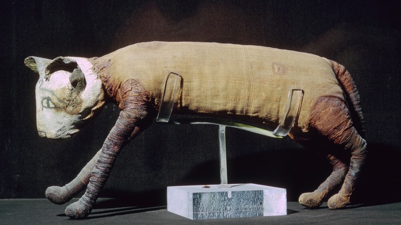 Egyptian mummified cat in Louvre