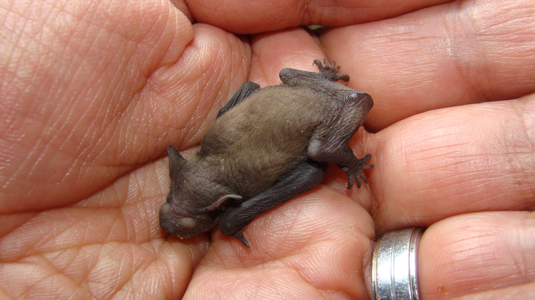 Veternarian holding baby bat