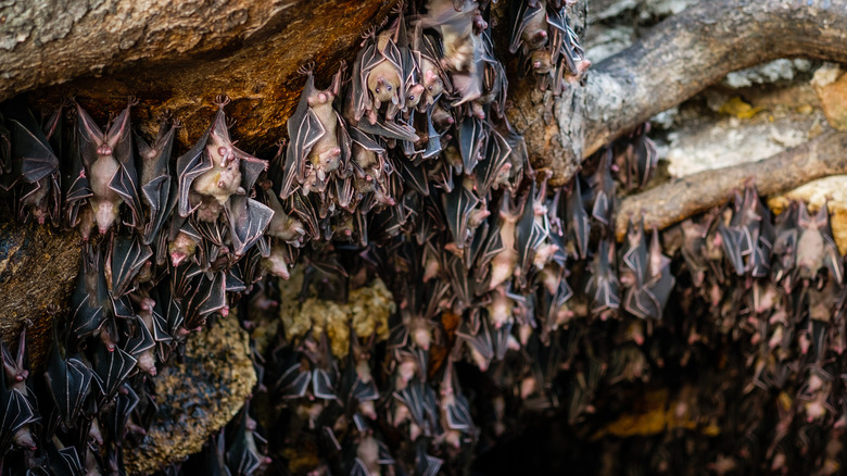 Bat colony