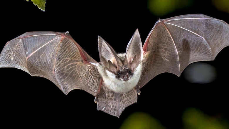 Bat in forest